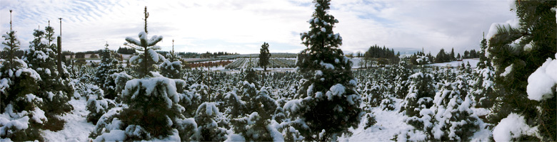 Snow on the trees at Hillside Tree Farm