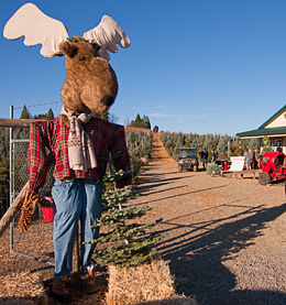 Moose at the gate to Hillside Tree Farm